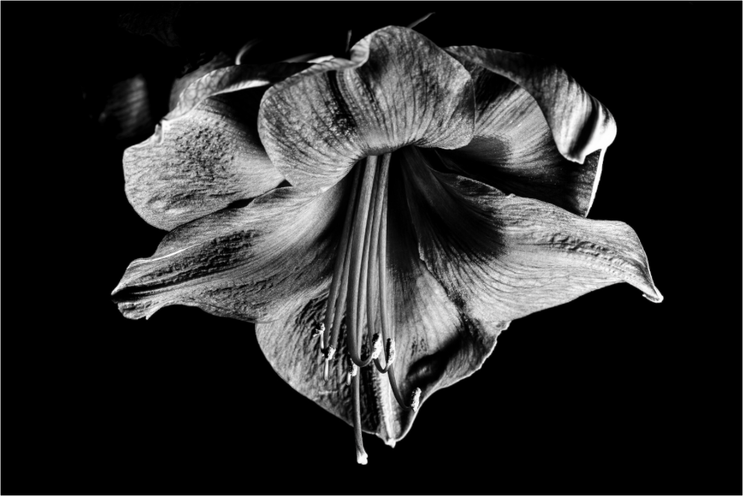 Amaryllis in Night Light