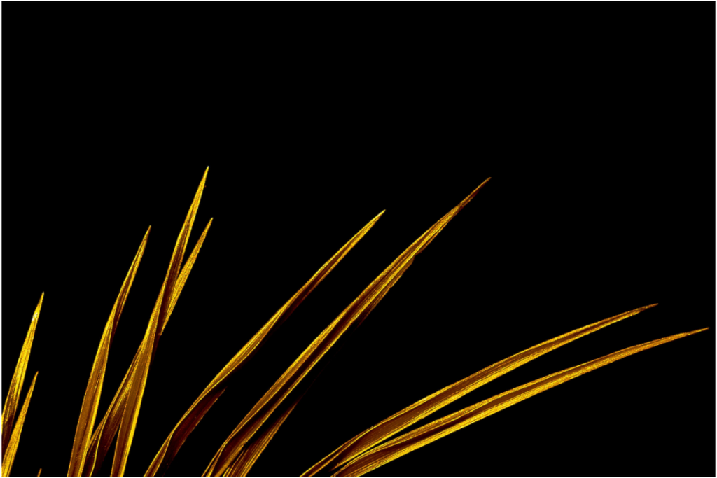 Main image Golden Tips