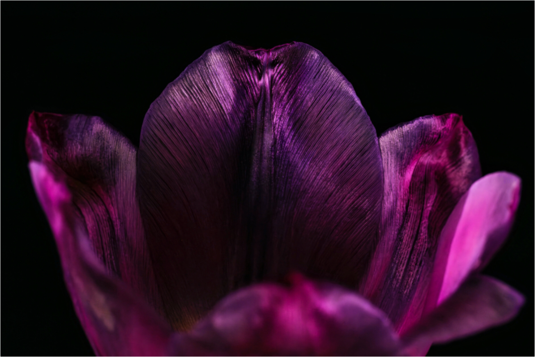 Main image Purple Silent