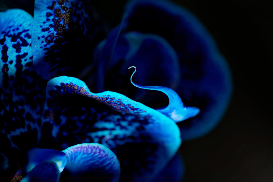Main image Ultramarin Flower - Fine Art