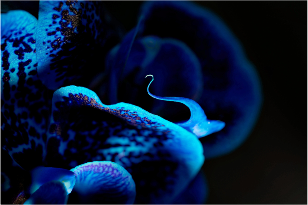 Main image Ultramarin Flower