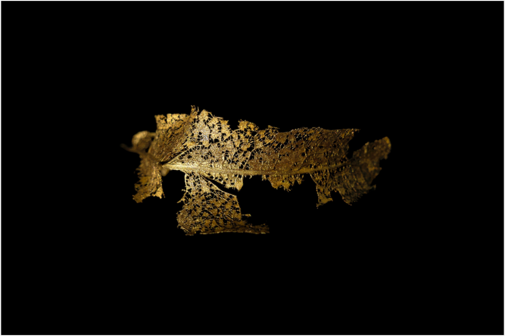 Main image Golden Grace
