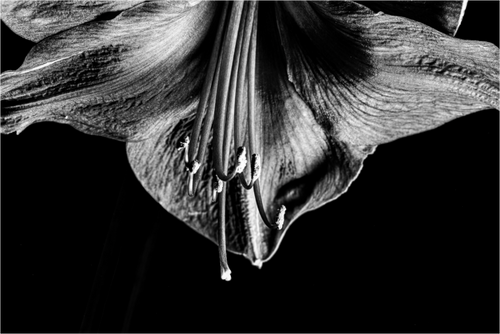 Main image Amaryllis Half Moon