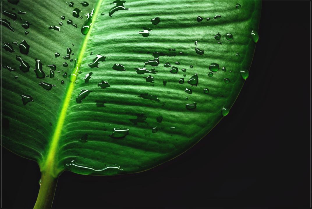 Main image Tropical Raindrops