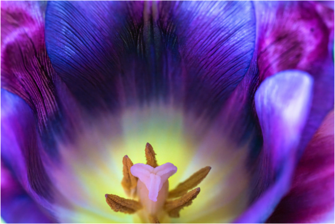 Main image Purple Spring