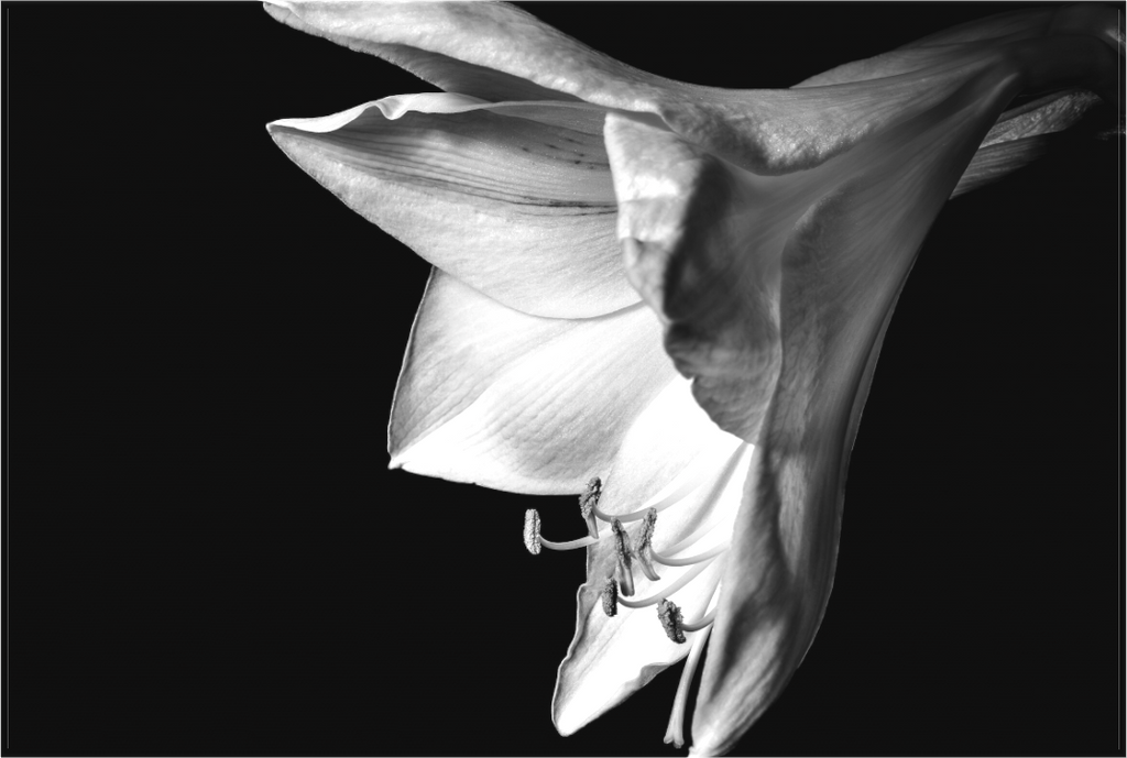 Main image Moonlight Flower