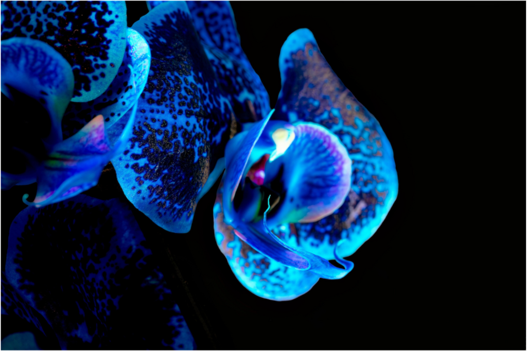 Main image Lapislazuli Chameleon Flower