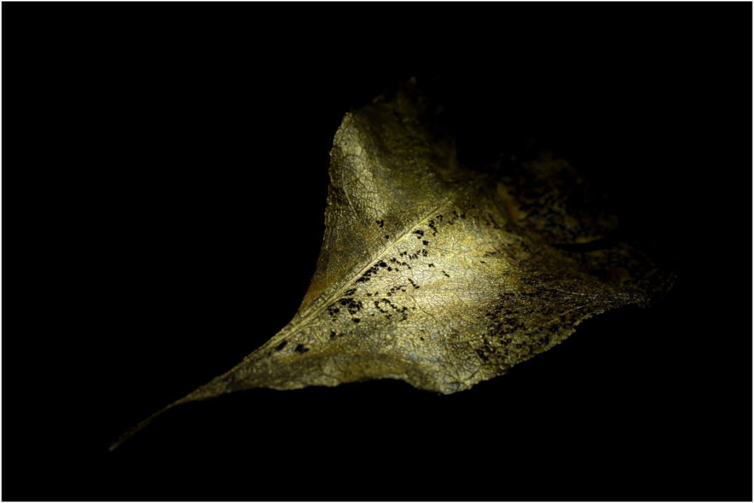 Main image Golden Shadow Play