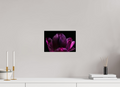 30 x 20 cm, Druck auf Hahnemühle FineArt Baryta Papier ohne Rahmen Purple Silent