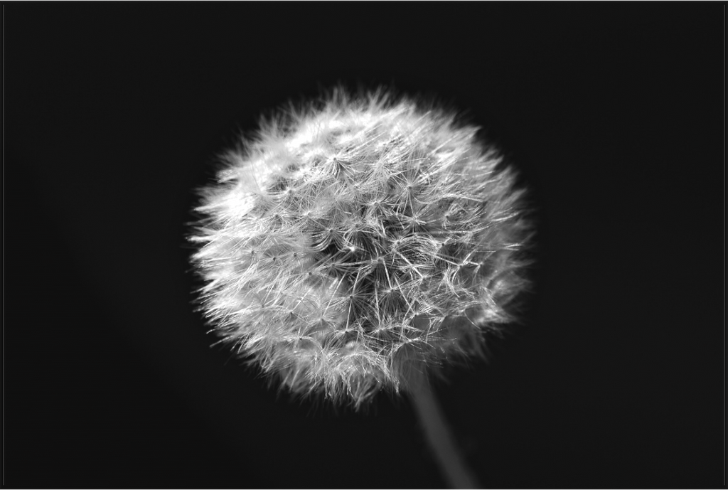Main image Ice Crystal Ball Flower
