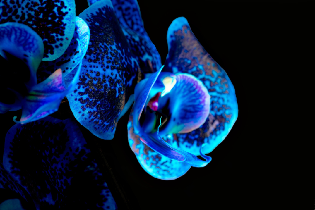 Main image Lapislazuli Chameleon - Fine Art