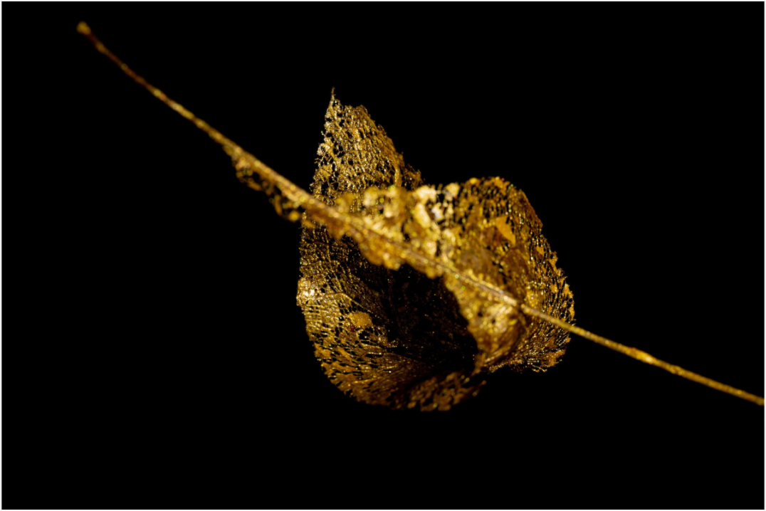 Main image Fragile Grace