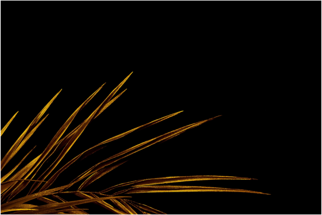 Main image Golden Leaves