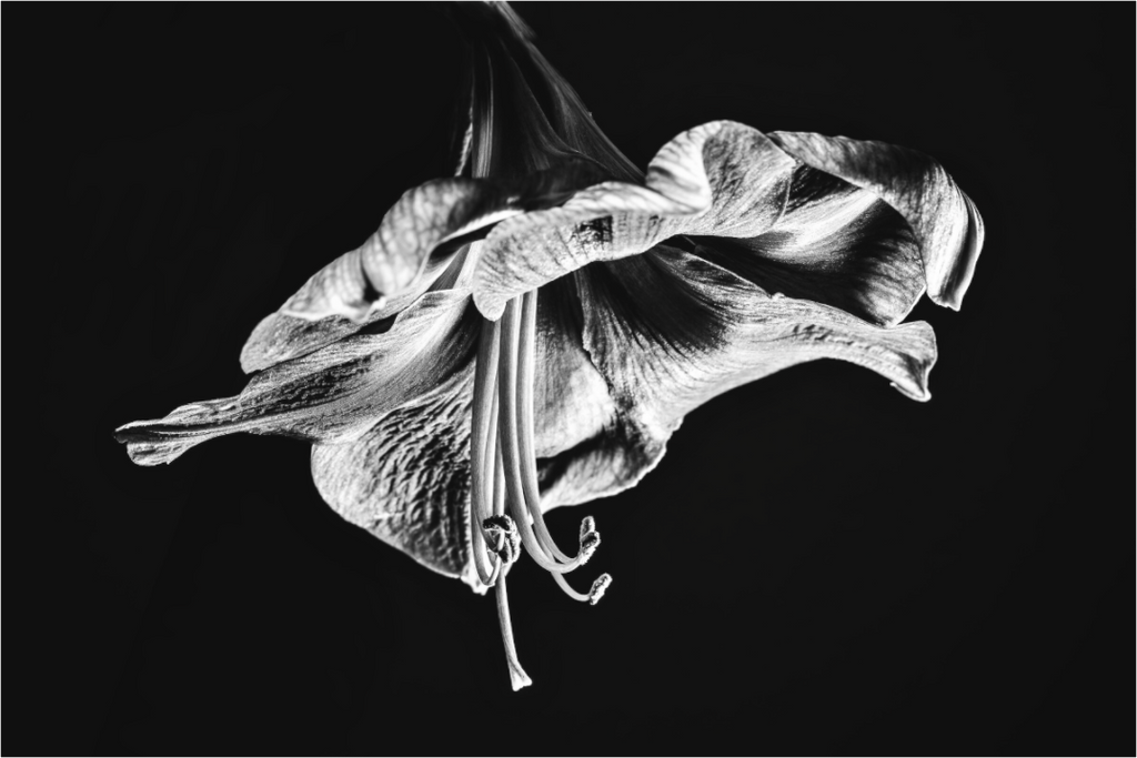 Main image Amaryllis in the Dawn