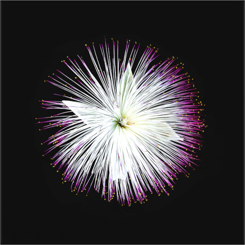Main image Firework Blossom