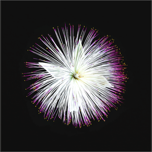Main image Firework Blossom