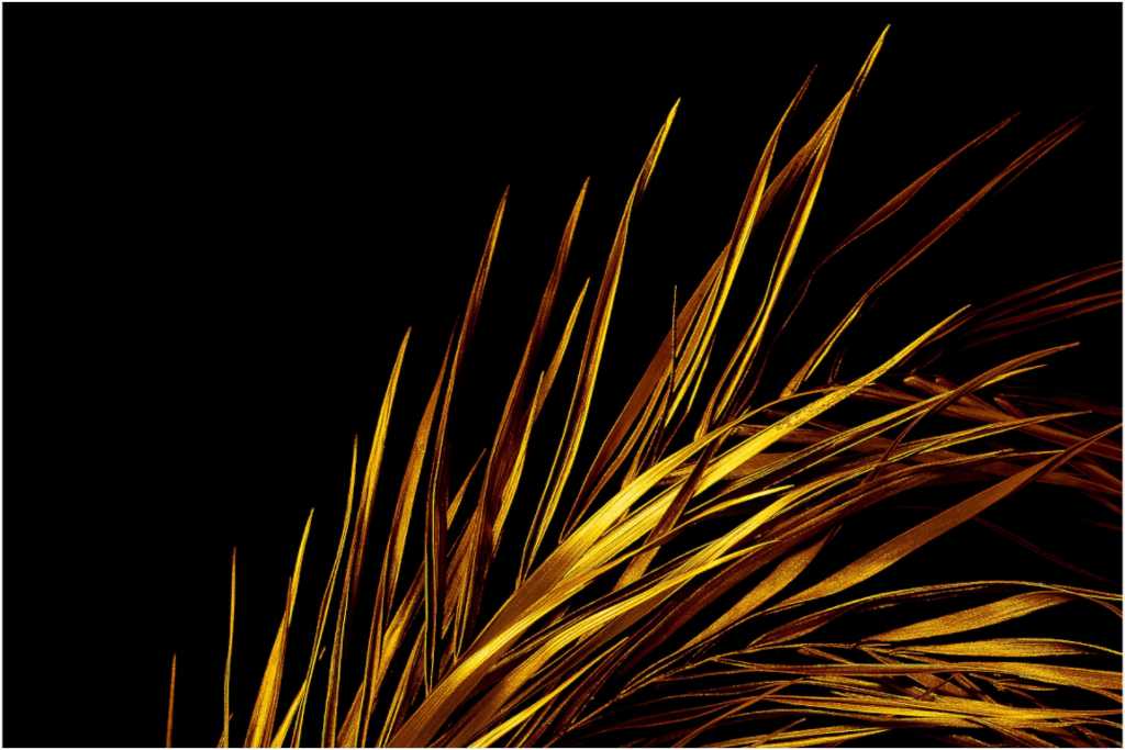 Main image Gold Rush
