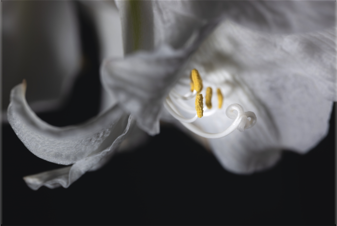 Main image Firefly Flower