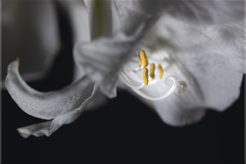 Main image Firefly Flower