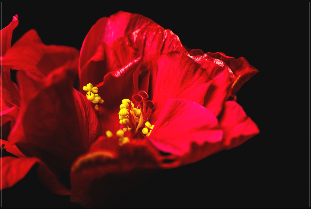 Main image Flamenco Blossom