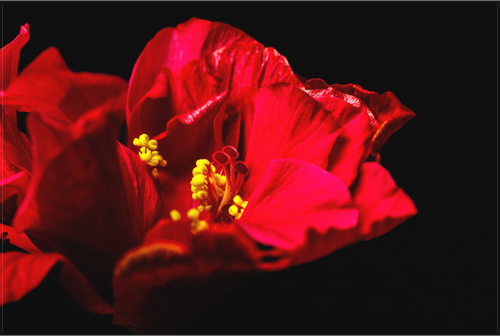 Main image Flamenco Blossom