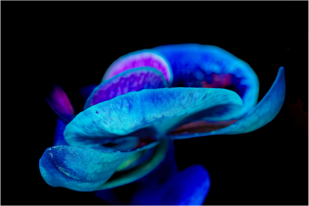 Main image Indigo Choral Flower