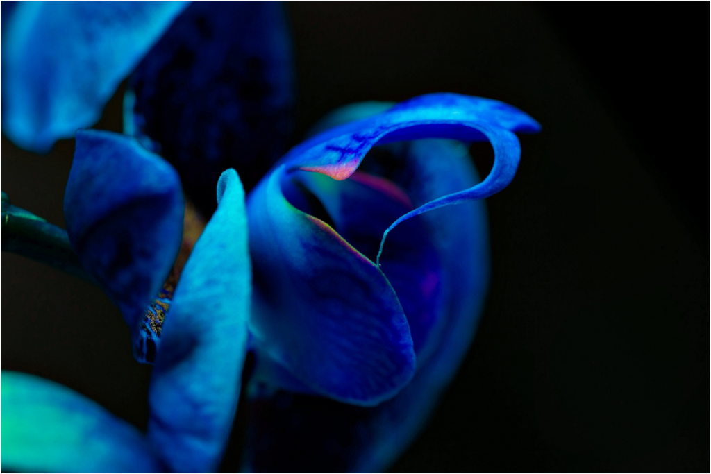 Main image Midnight Blue Hart Flower