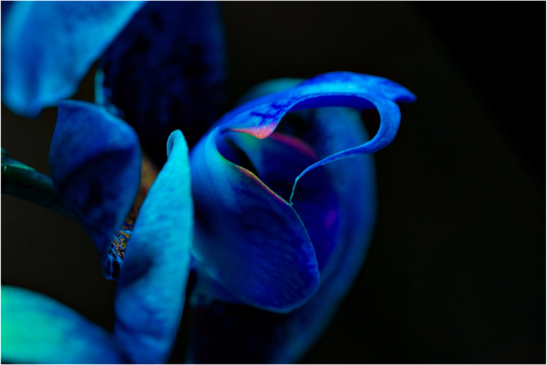Main image Midnight Blue Hart Flower