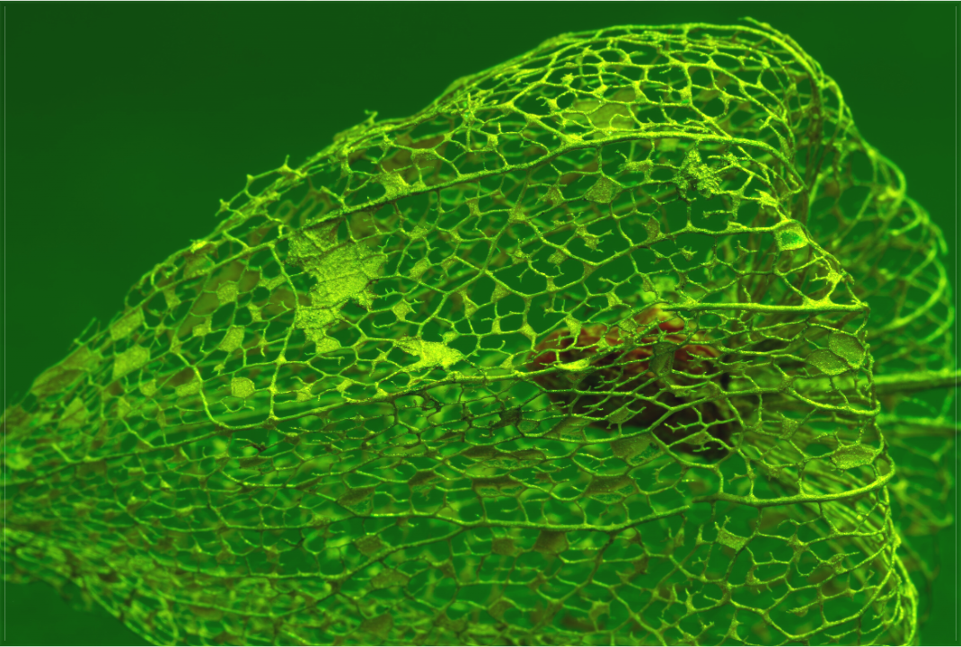 Main image Herz der Physalis Grün
