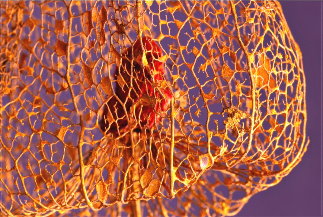 Main image Herz der Physalis Gold