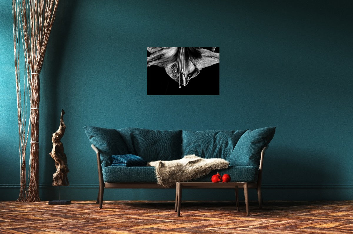 Amaryllis Half Moon