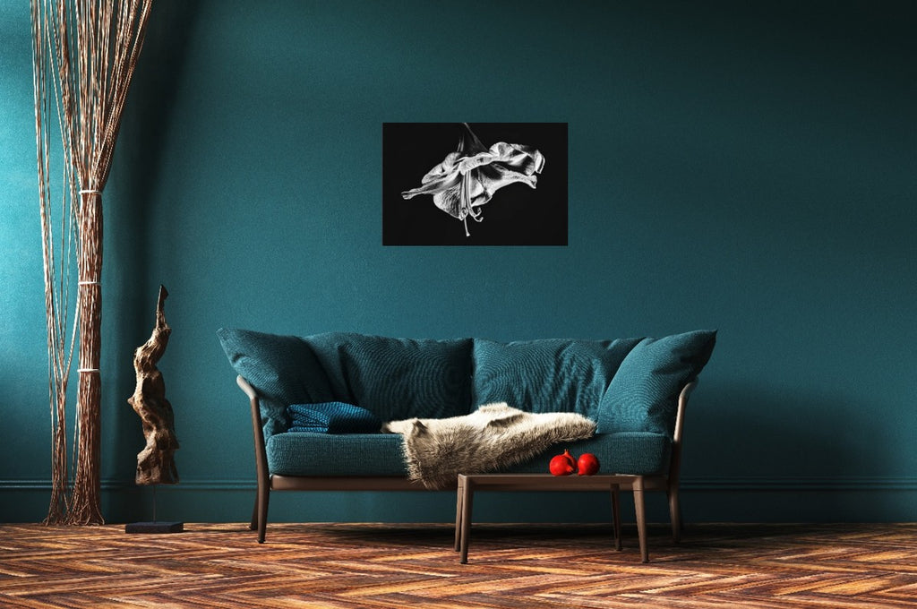 Amaryllis in the Dawn