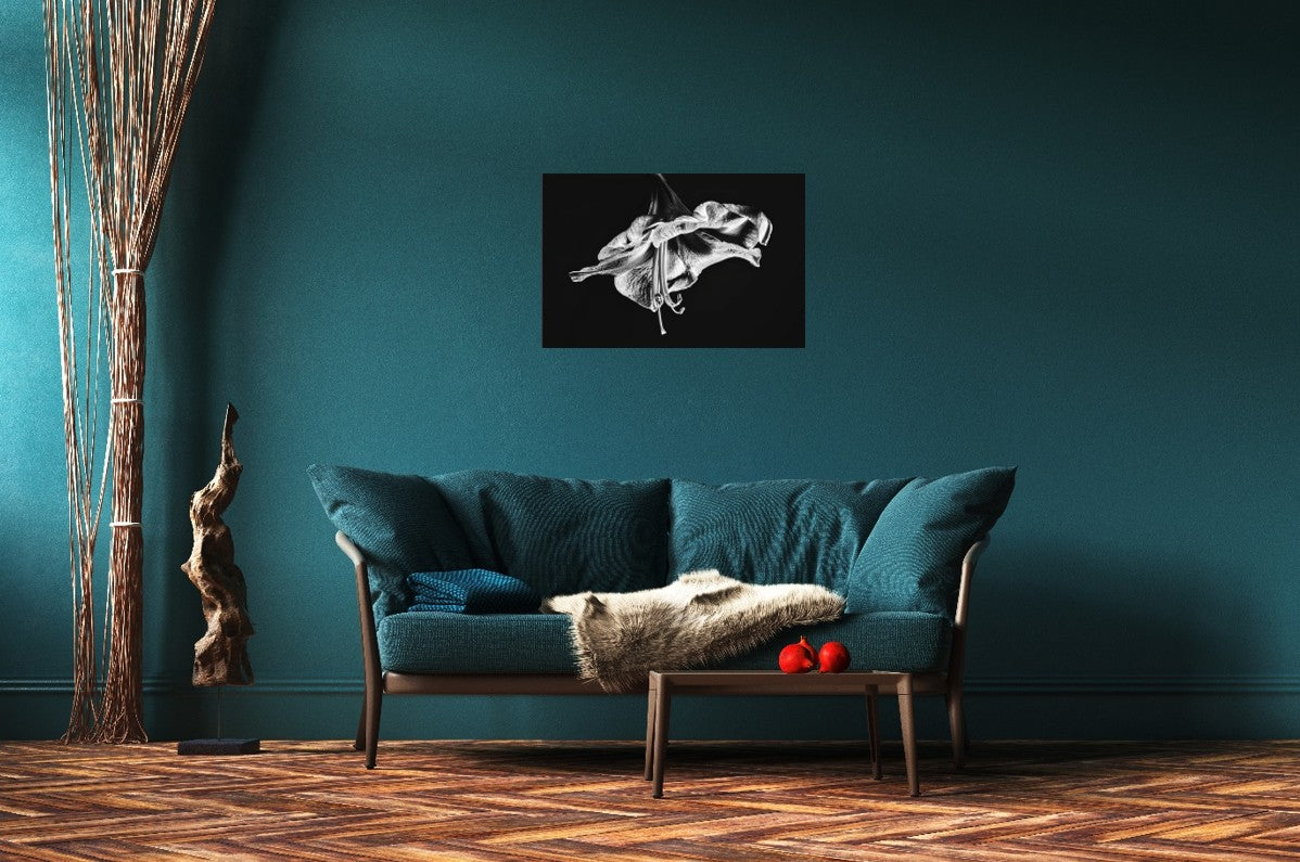 Amaryllis in the Dawn