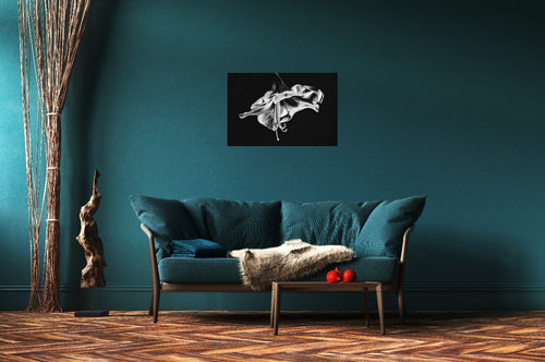 Amaryllis in the Dawn