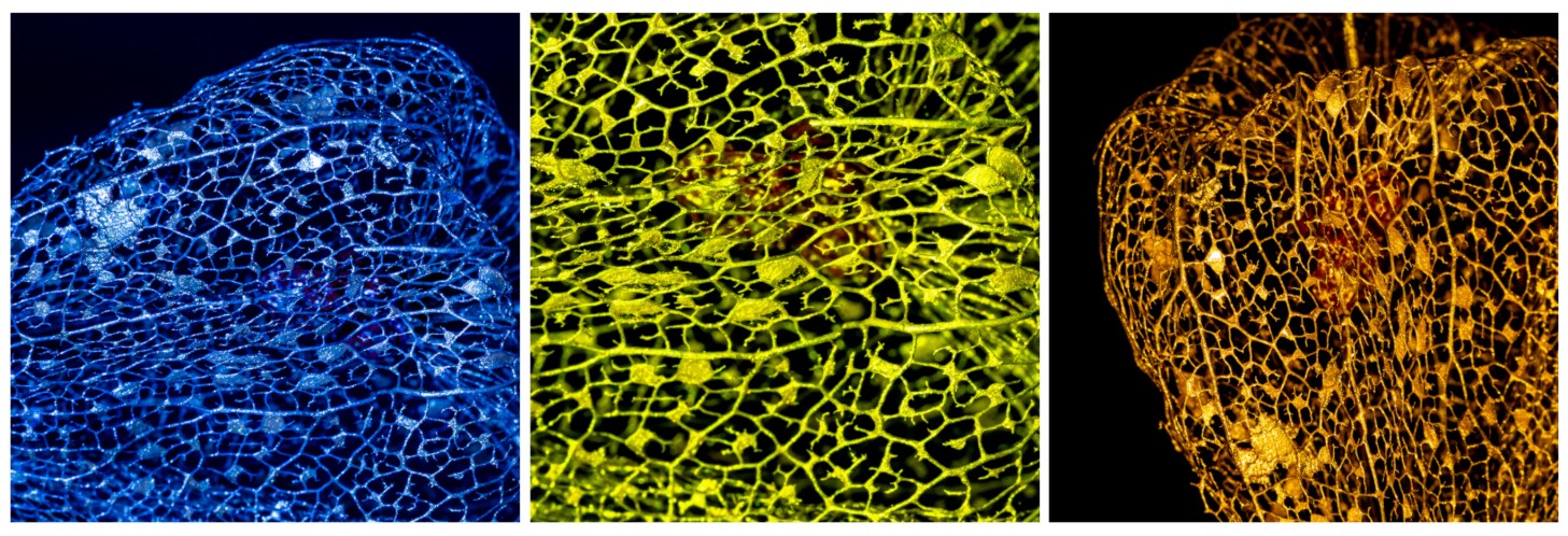 Main image Perle der Nacht - Triptychon