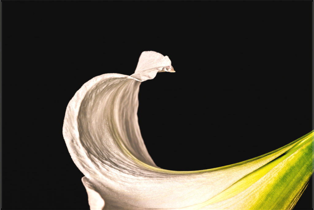 Main image Freak Wave Flower