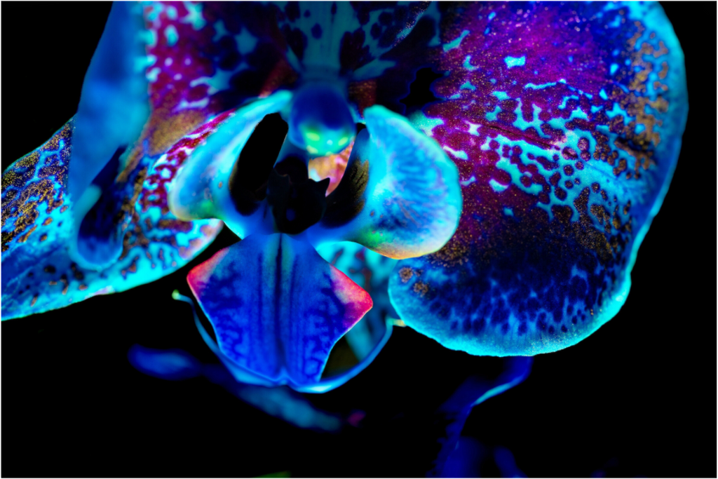 Main image Morpho Flower