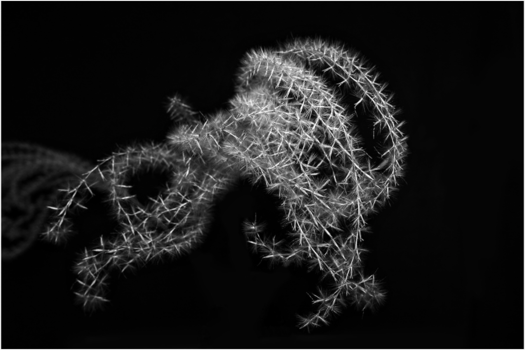 Main image Ghost Grass
