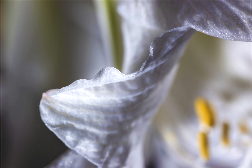 Main image Diamond Flower