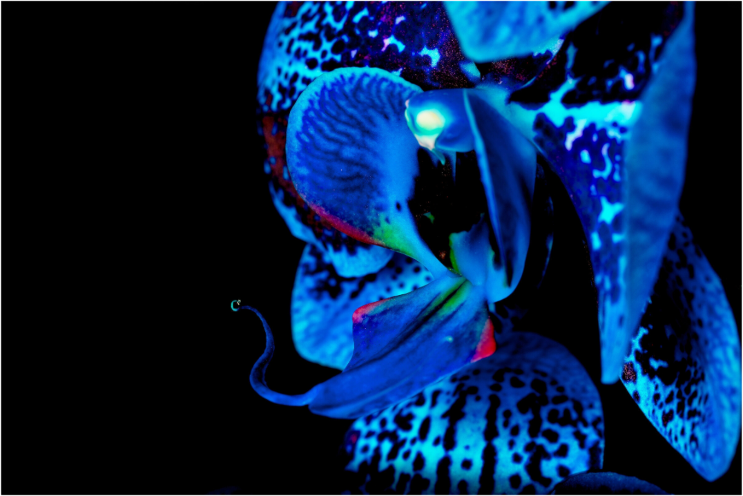 Main image Indigo Amer Flower