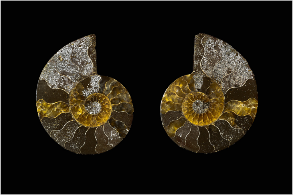 Main image Fossil Memory