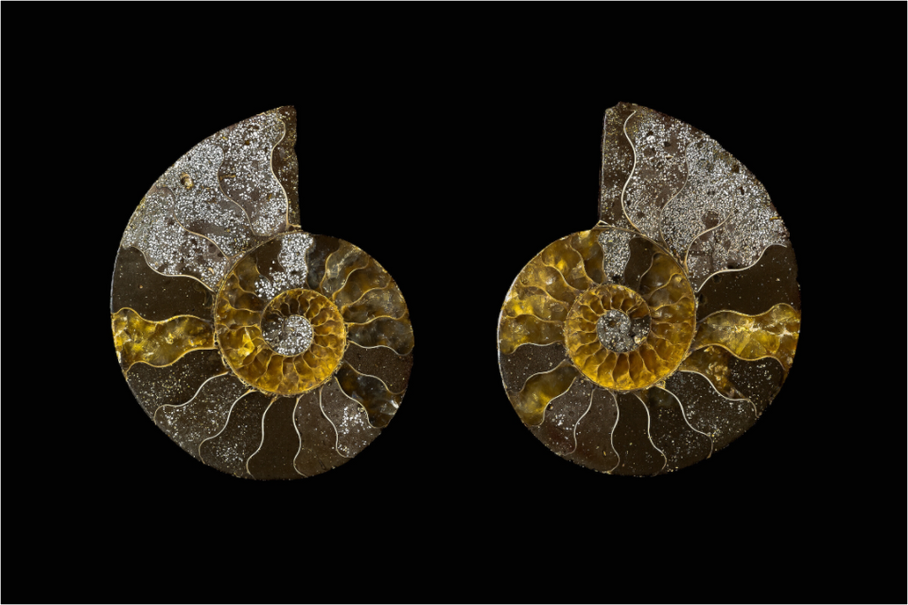 Main image Fossil Memory - Fine Art