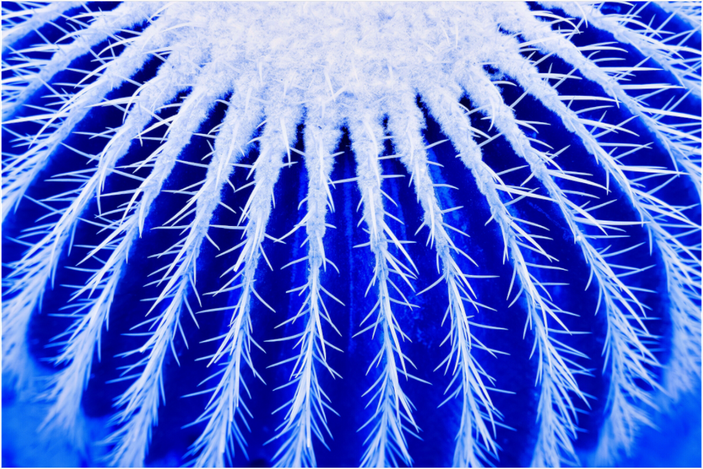 Main image Ice Caktus