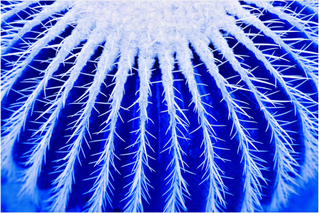Main image Ice Caktus