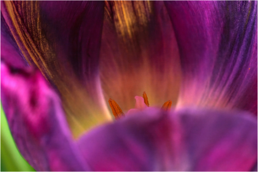 Main image Purple Beauty