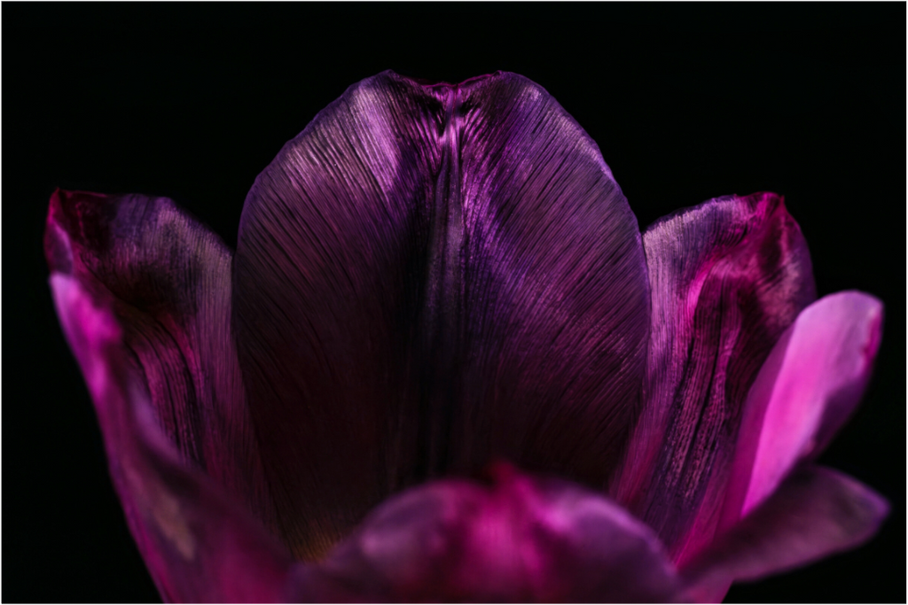 Main image Purple Silent