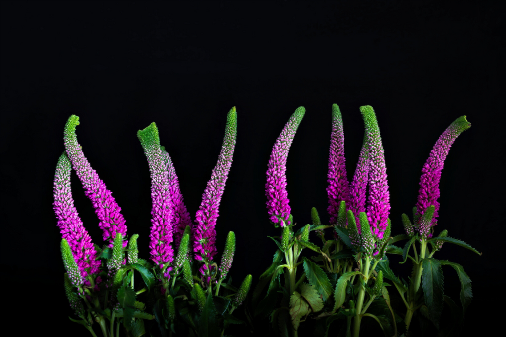 Main image Pink Worm Parade - Fine Art