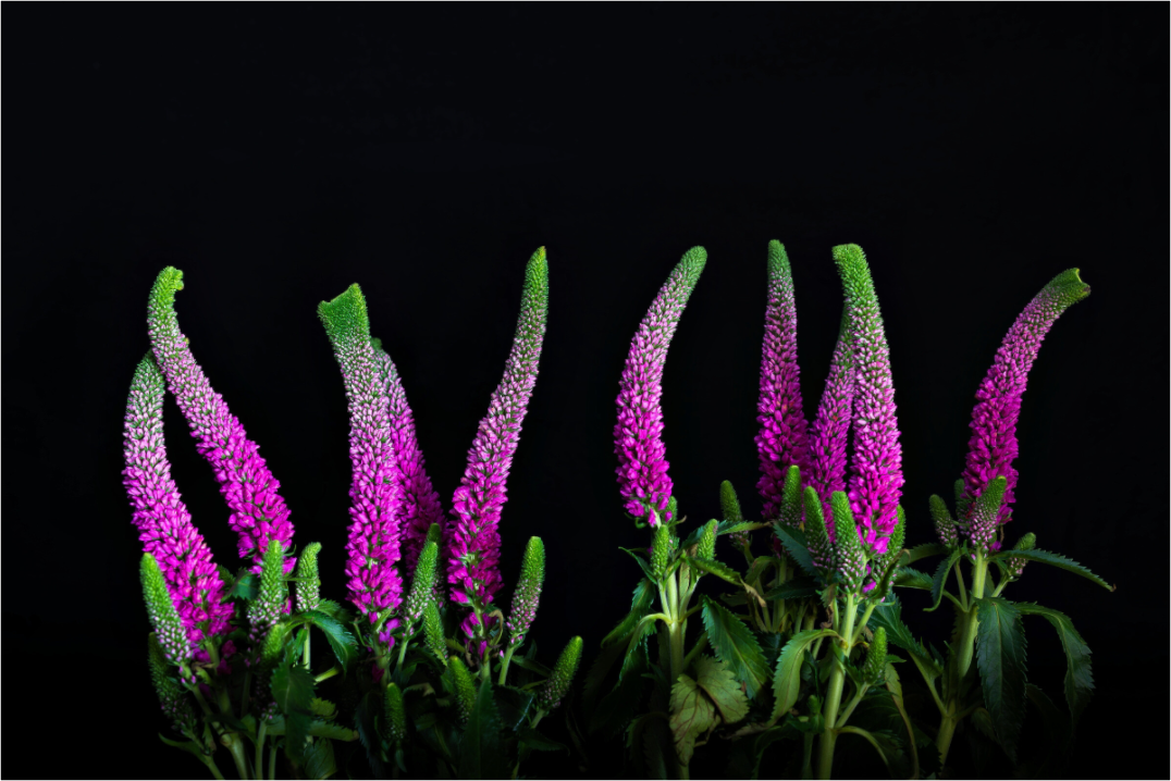 Main image Pink Worm Parade - Fine Art