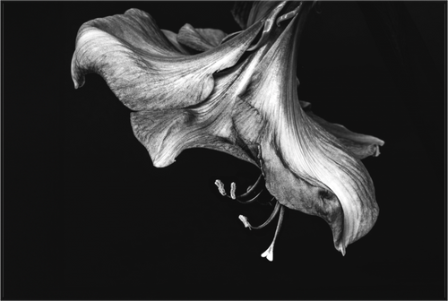 Main image Amaryllis Bell