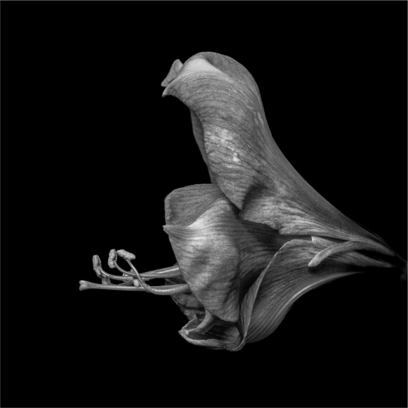 Main image Silent Blossom